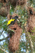 Yellow-rumped Cacique